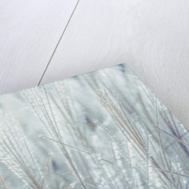 Japanese Silver Grass by Assaf Frank